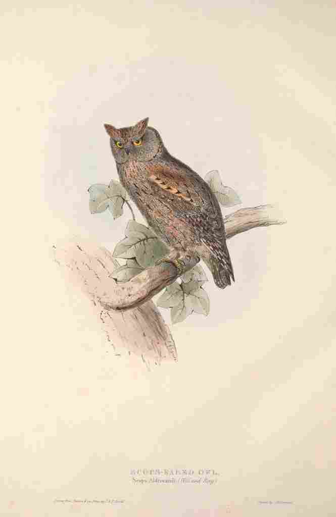 Gould Europe 1837 Scops eared Owl A4 Photo Print