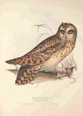 Gould Europe 1837 Short eared Owl A4 Photo Print