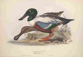 Gould Europe 1837 Shoveller Duck A4 Photo Print