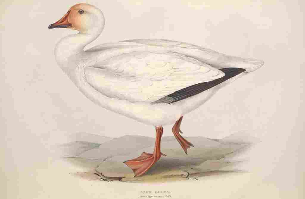 Gould Europe 1837 Snow Goose A4 Photo Print