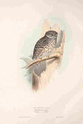 Gould Europe 1837 Sparrow Owl A4 Photo Print