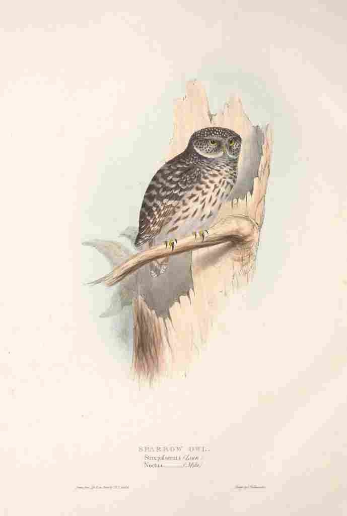 Gould Europe 1837 Sparrow Owl A4 Photo Print