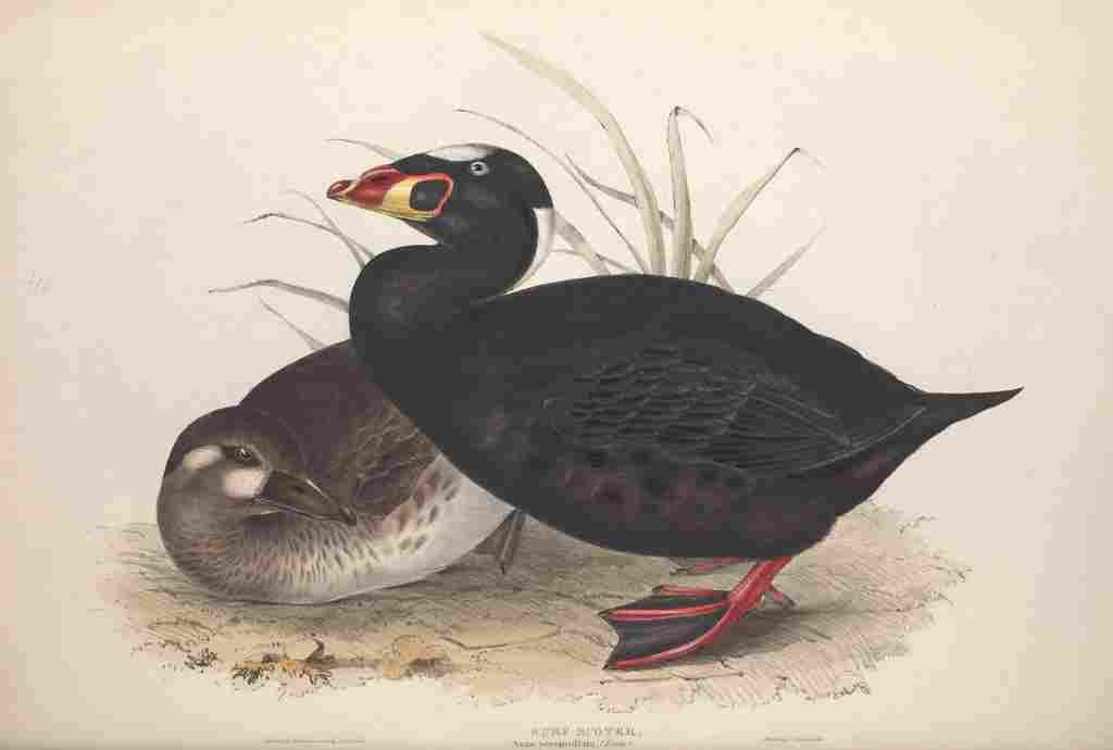 Gould Europe 1837 Surf Scoter A4 Photo Print
