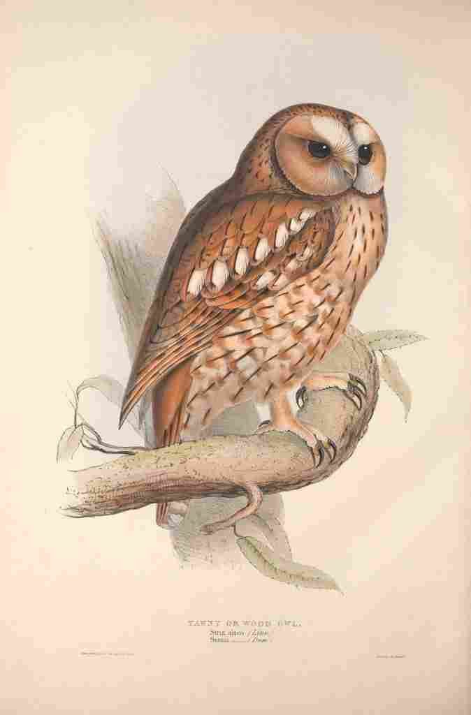 Gould Europe 1837 Tawny Owl A4 Photo Print