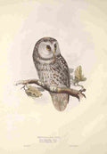 Gould Europe 1837 Tengmalms Owl A4 Photo Print