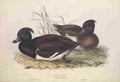Gould Europe 1837 Tufted Duck A4 Photo Print