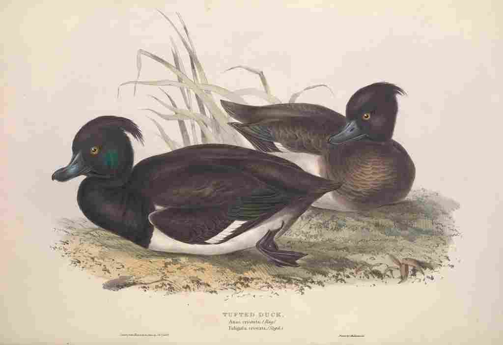 Gould Europe 1837 Tufted Duck A4 Photo Print