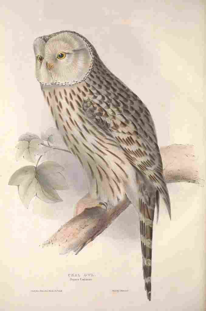 Gould Europe 1837 Ural Owl A4 Photo Print
