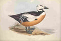 Gould Europe 1837 Western Duck A4 Photo Print