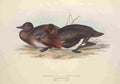 Gould Europe 1837 White eyed Duck A4 Photo Print