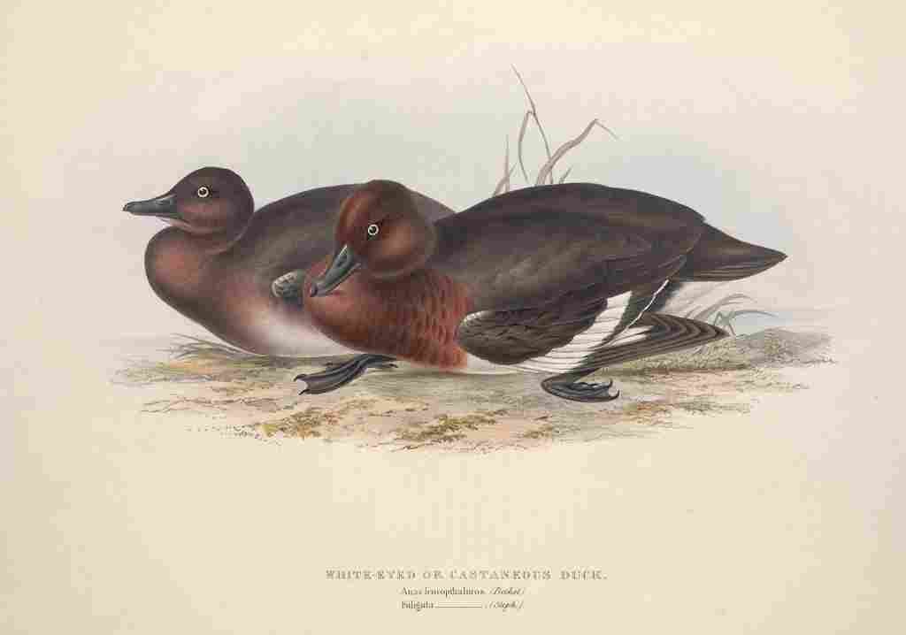 Gould Europe 1837 White eyed Duck A4 Photo Print