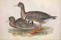 Gould Europe 1837 White fronted Goose A4 Photo Print