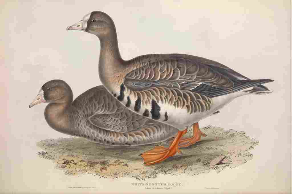 Gould Europe 1837 White fronted Goose A4 Photo Print