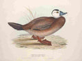 Gould Europe 1837 White headed Duck A4 Photo Print