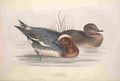 Gould Europe 1837 Widgeon A4 Photo Print