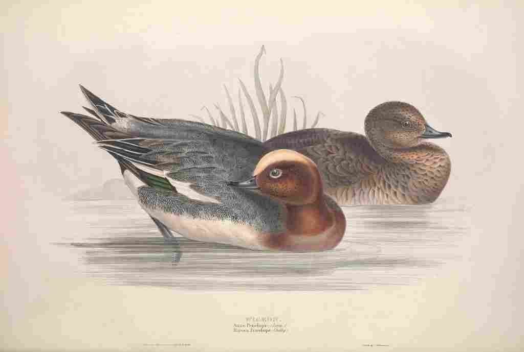 Gould Europe 1837 Widgeon A4 Photo Print