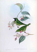 Gould John 1804 1881 Birds of Asia 1850 All Green Phyllornis A4 Photo Print