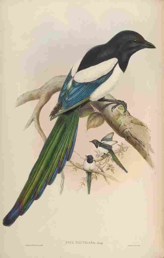 Gould John Afghan Magpie A4 Photo Print