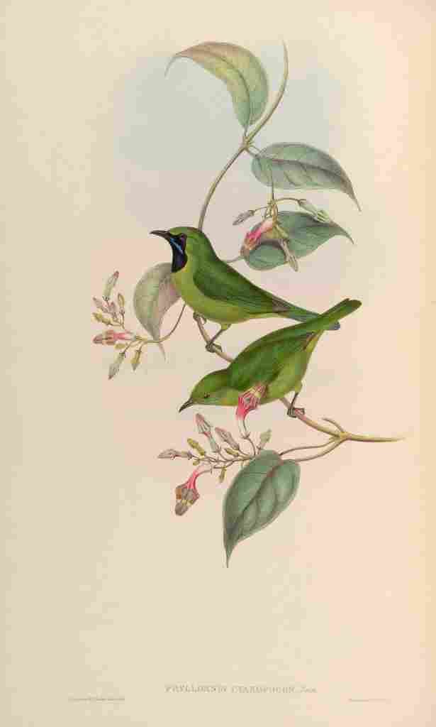 Gould John All Green Phyllornis A4 Photo Print