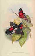 Gould John Allied Eurylaime A4 Photo Print