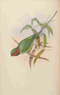 Gould John Allied Parrakeet A4 Photo Print