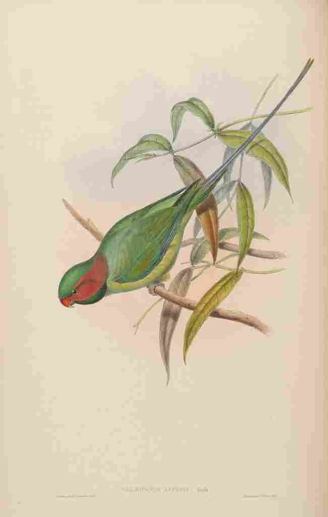 Gould John Allied Parrakeet A4 Photo Print