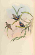 Gould John Asiatic Sun bird A4 Photo Print