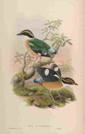 Gould John Bengal Pitta A4 Photo Print