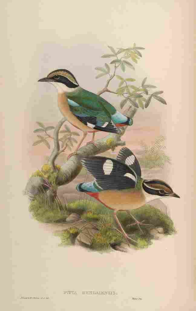 Gould John Bengal Pitta A4 Photo Print