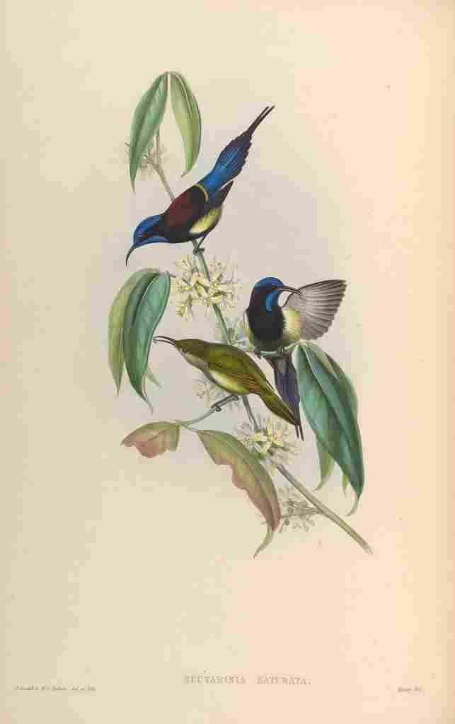 Gould John Black breasted Sun bird A4 Photo Print