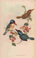 Gould John Black faced Kingfisher A4 Photo Print