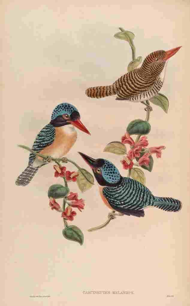 Gould John Black faced Kingfisher A4 Photo Print