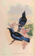 Gould John Blk mantled Fairy Bluebird A4 Photo Print