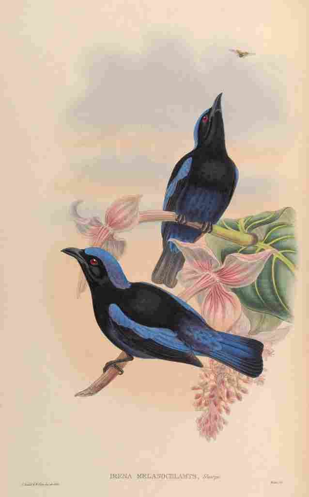 Gould John Blk mantled Fairy Bluebird A4 Photo Print