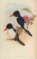 Gould John Blue & White Kingfisher A4 Photo Print