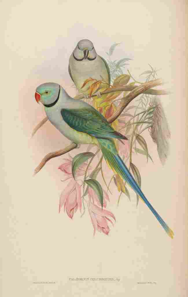 Gould John Blue winged Parrakeet A4 Photo Print