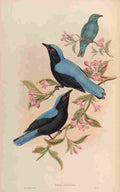Gould John Bornean Fairy Bluebird A4 Photo Print