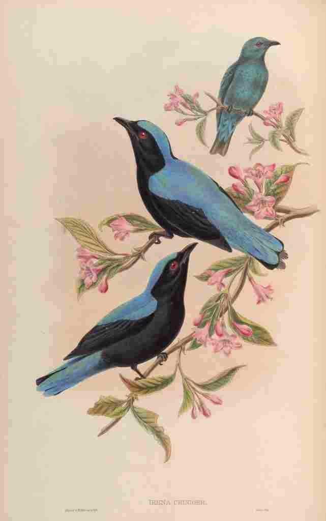 Gould John Bornean Fairy Bluebird A4 Photo Print