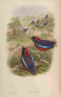Gould John Bornean Pitta A4 Photo Print