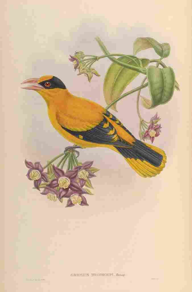 Gould John Broderips Oriole A4 Photo Print