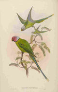 Gould John Burmese Parrakeet A4 Photo Print