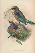 Gould John Burmese Roller A4 Photo Print