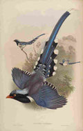 Gould John Chinese Blue Pie A4 Photo Print