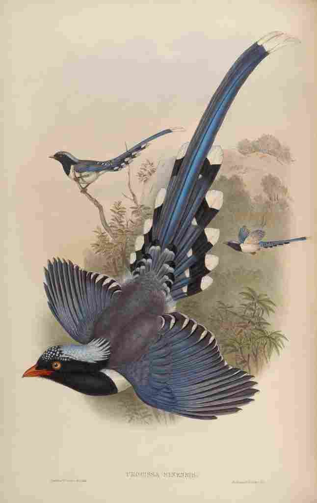 Gould John Chinese Blue Pie A4 Photo Print