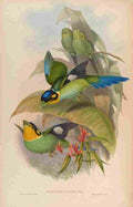 Gould John Dalhousies Eurylaime A4 Photo Print
