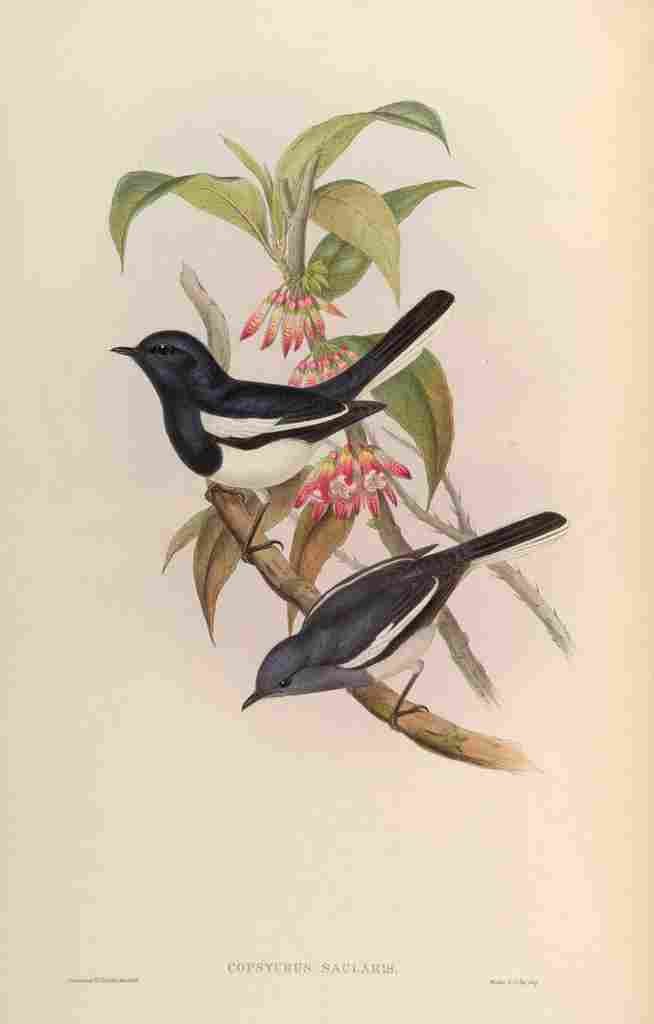 Gould John Dial Bird A4 Photo Print