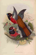 Gould John Diards Trogon A4 Photo Print