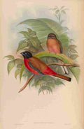 Gould John Duvoucels Trogon A4 Photo Print