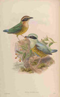 Gould John Elliots Pitta A4 Photo Print