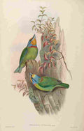 Gould John Embroidered Barbet A4 Photo Print